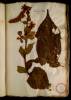 Fol. 11 

Verbascum flore rubro.